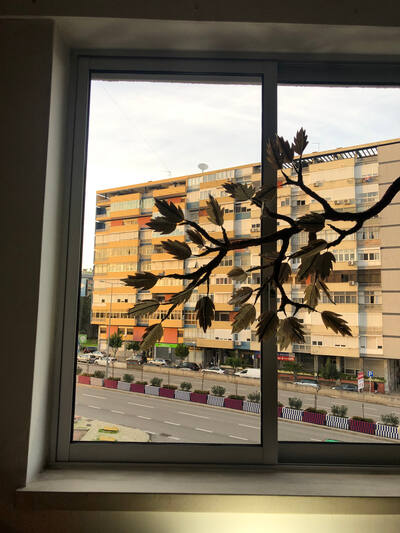 Um ramo que espreita da minha janela
